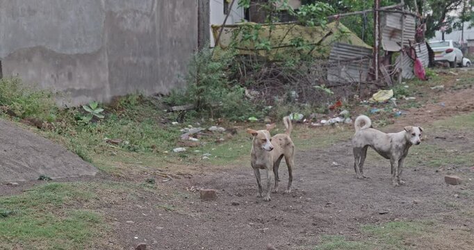 Happy street dogs are enjoying themselves, leaping and running freely, showing pure excitement and playful energy