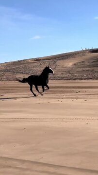 Majestic black horse galloping fast on a sandy beach under a blue sky.