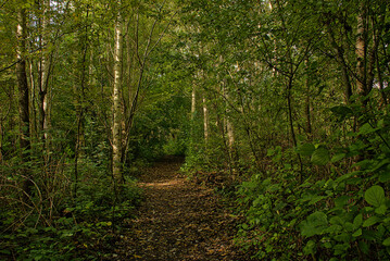 Obraz premium hiking trail through a sunny forest in Vinderhoutse bossen nature reserve, Ghent, Flanders, Belgium 
