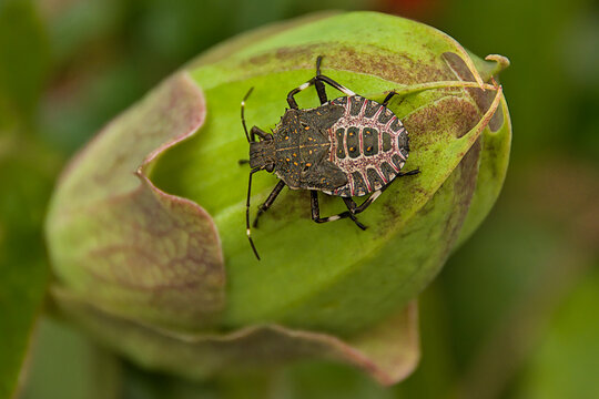  brown marmorated stink bug sitting on a flower bud - Halyomorpha halys 