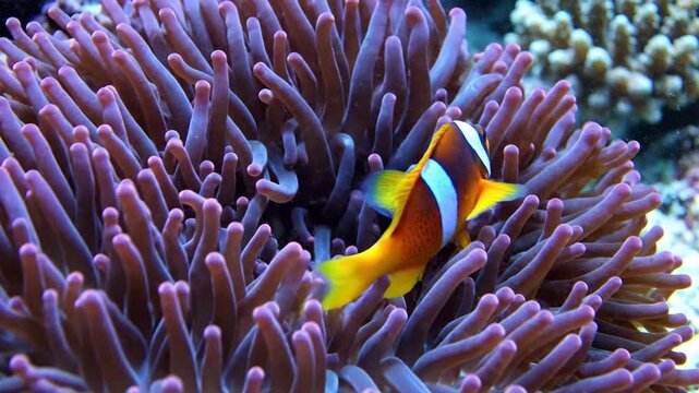Clownfish swimming around in sea anemone