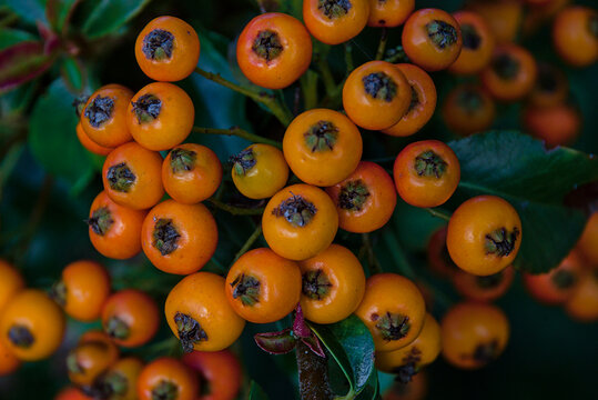 Closeup of the orange fruits of a firethorn bush in the garden, selective focus - Pyracantha
