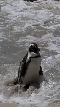 South African Penguin in the Surf