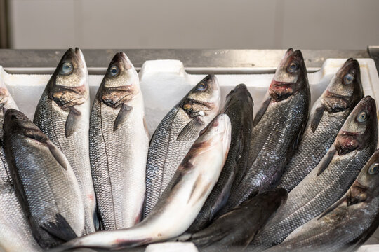 European seabass, branzino, European bass, sea bass, common bass, white bass, capemouth, white salmon, white mullet, sea dace or loup de mer lying on the ice in a fish shop or fishmonger
