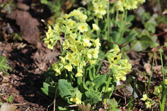 Primula veris, common cowslip, cowslip primrose. Close up.