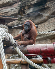 Young orangutan sitting on a rope in a zoo environment, surrounded by wooden structures and natural elements. © Dmitry