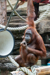 Adult orangutan resting on a rope inside a zoo enclosure surrounded by wooden structures. Calm and natural pose in captivity. © Dmitry