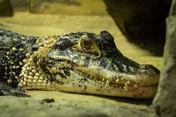 Obraz premium Close-up of a crocodile resting on sand with detailed skin texture and sharp teeth visible. Strong predator in natural habitat.