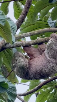 Three-Toed Sloth Hanging from a Branch in Costa Rica