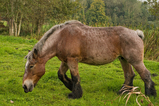 brown belgian draft horse grazing in a lush green meadow in Bourgoyen nature reserve, Ghent, Flanders, Belgium 
