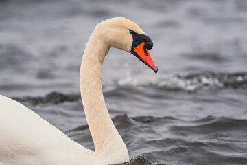Fototapeta premium White swan swimming in the sea. Wild bird floating on calm ocean water. Nature wildlife photography with avian creature. Marine environment travel and tranquility concept for decoration.