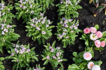 Blooming Myosotis sylvatica and Bellis perennis in a city garden of Warsaw, Poland. Fresh pink and purple flowers in dark wet soil after rain during spring season. High angle view, daylight. © Lina