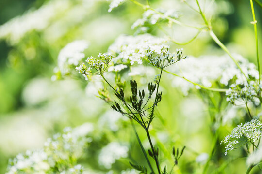 Delicate white flower umbels of Golden chervil "Chaerophyllum aureum" growing wild. Perennial herbaceous plant in the Apiaceae family.  Ireland