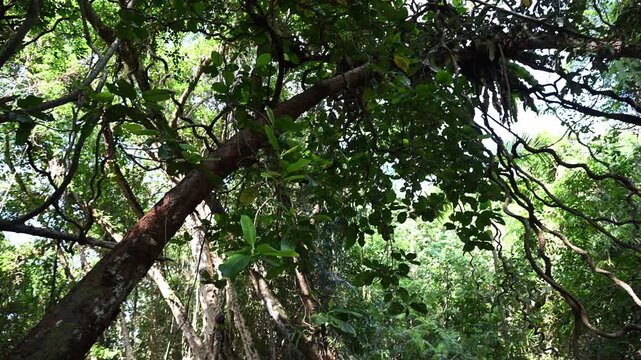 daintree rainforest near cape tribulation along the tropical coastline of the pacific ocean in Queensland, a popular travel destination in Australia