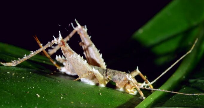 Cordyceps fungus parasitizing a cricket. The fungus alters the behaviour of its host so it dies in a high place optimum for spore dispersal. In Napo province, Ecuador
