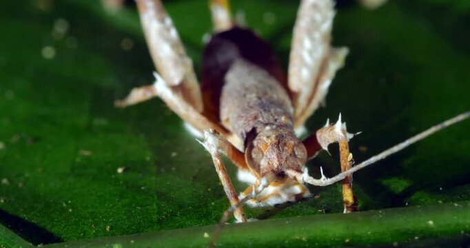 Cordyceps fungus parasitizing a cricket. The fungus alters the behaviour of its host so it dies in a high place optimum for spore dispersal. In Napo province, Ecuador
