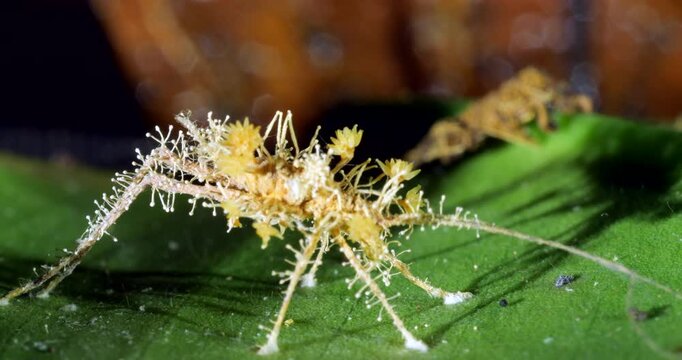 Cordyceps fungus parasitizing an insect, probably a cricket. The fungus alters the behaviour of its host so it dies in a high place optimum for spore dispersal. In Napo province, Ecuador
