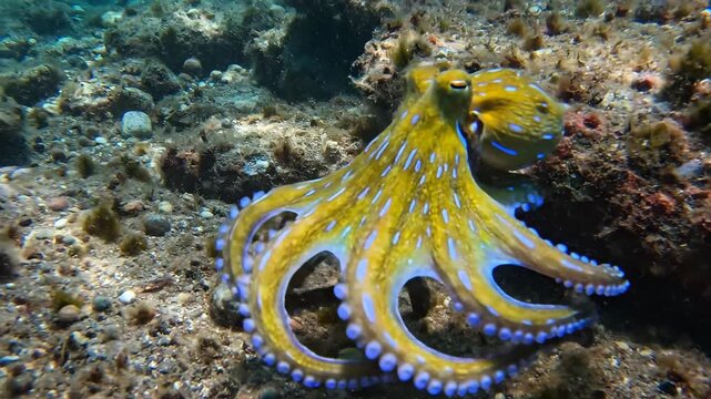 A vibrant blue ringed octopus in its underwater habitat