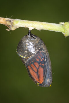 closeup of a monarch butterfly chrysalis