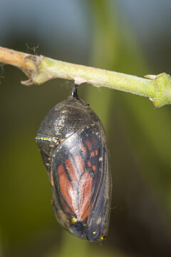 closeup of a monarch butterfly chrysalis