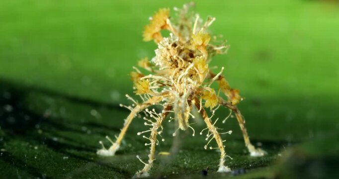 Cordyceps fungus parasitizing an insect, probably a cricket. The fungus alters the behaviour of its host so it dies in a high place optimum for spore dispersal. In Napo province, Ecuador

