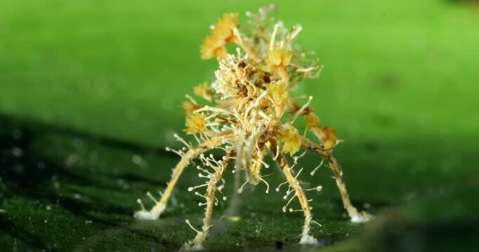 Cordyceps fungus parasitizing an insect, probably a cricket. The fungus alters the behaviour of its host so it dies in a high place optimum for spore dispersal. In Napo province, Ecuador

