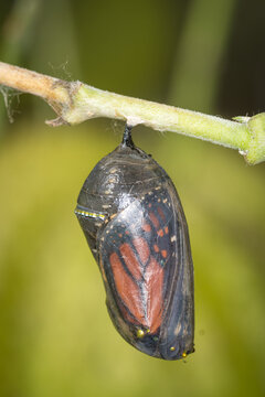 closeup of a monarch butterfly chrysalis