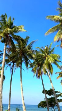 Palm tree stands on sandy beach with clear blue sky and boats in sea during daytime. Palm tree rises over sandy beach with lounge chairs arranged nearby. 