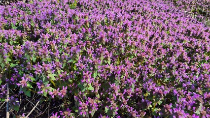 Fototapeta premium A dense, sprawling groundcover of purple dead-nettle plants with small, hooded violet flowers and heart-shaped, fuzzy green leaves covering a large patch of earth.