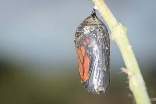 closeup of a monarch butterfly chrysalis
