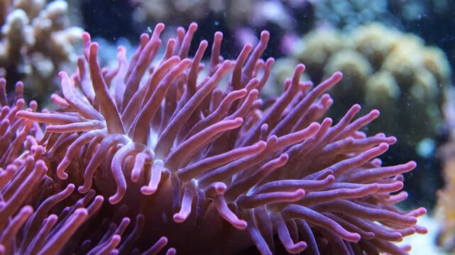 Close up of vibrant purple sea anemone in aquarium