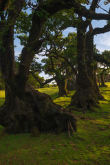 Fototapeta premium Peaceful meadow in Fanal Forest, Madeira, Portugal with ancient laurel trees under soft afternoon light, ideal for relaxation in nature and countryside.