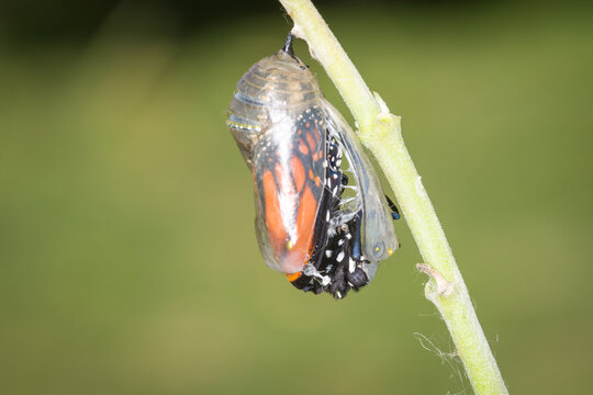 closeup of a monarch butterfly emerging from it&rsquo;s chrysalis