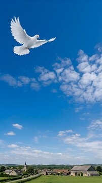 Colombe paix, Vol libert&eacute;