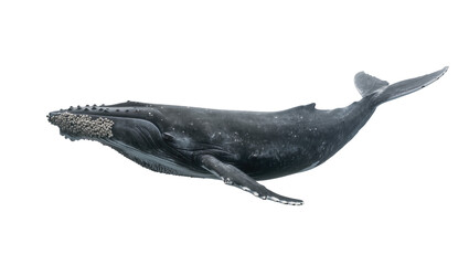 Dark gray humpback whale with barnacles on its head, isolated on transparent background © Vasilis