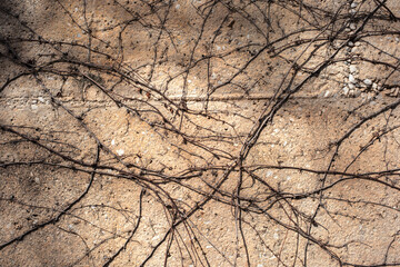 Dry tangled branches and vines creating a natural pattern on a rugged, weathered concrete wall under harsh sunlight © Sunlight