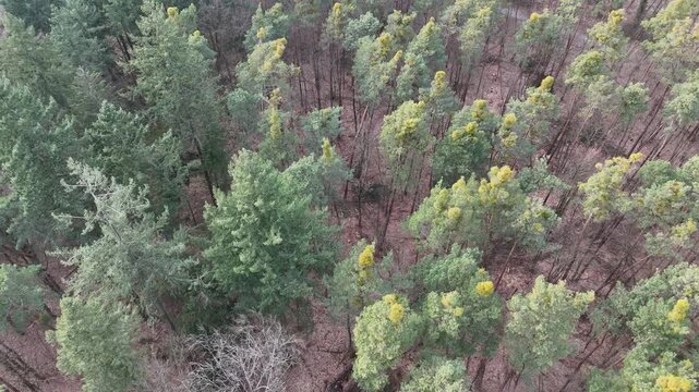 Wald, von oben gesehen