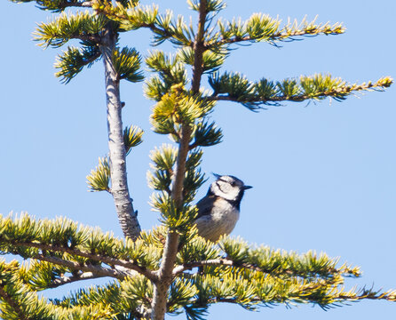 M&eacute;sange hupp&eacute;e sur sa branche de sapin