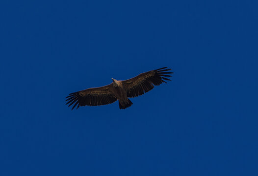 Vautour fauve toutes ailes d&eacute;ploy&eacute;es