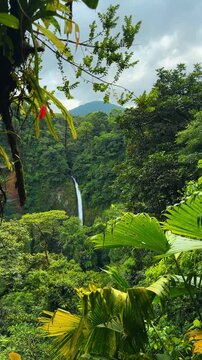 Distance view of waterfall through dense tropical rainforest foliage. Scenic landscape of a waterfall hidden among thick green trees and palm leaves under a cloudy sky in Costa Rica.