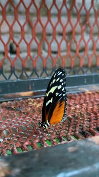 Tropical butterfly resting on rusty metal mesh fence outdoors. Macro shot of an orange and black butterfly with white spots perched on a red rusted wire grid in Costa Rica.