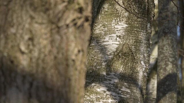 Refocusing from birch bark back to the linden foreground