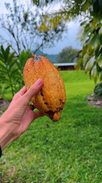 Hand holding ripe yellow cocoa pod in tropical farm. Close up of a person holding a harvested cacao fruit with a blurred green plantation background in Costa Rica.