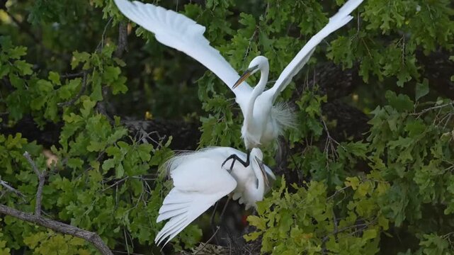 Two egrets matting in spring