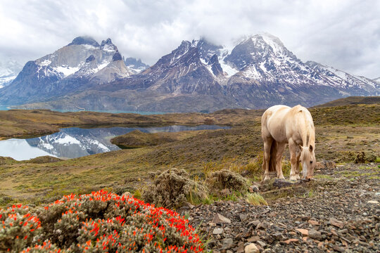A white horse grazes peacefully on a rocky, scrub-filled landscape as the snow-covered peaks of the Cuernos del Paine reflect in the still waters of a mountain lake.