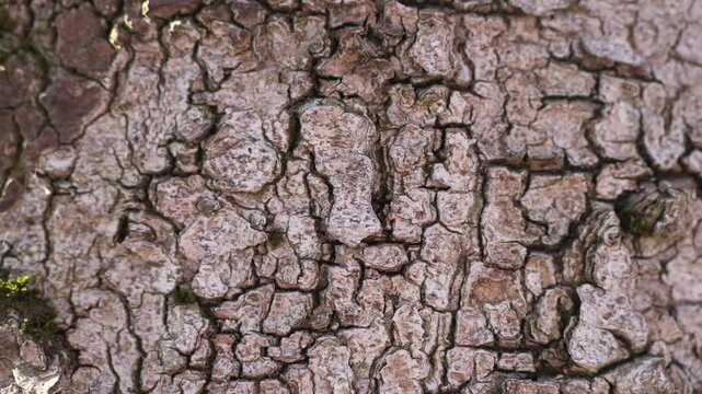 Zoom‑in revealing micro‑relief and layered surface topography