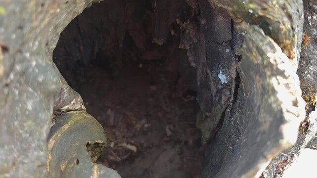 Close-up of a dark hollow in an old tree trunk. Macro view inside the tree cavity with textured bark, wood decay, and natural details. Concept of wildlife habitat and forest ecology.