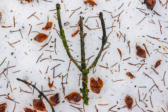 Mystical Algiz rune formed by a mossy conifer twig on pristine snow. Scattered pine needles and natural debris create a captivating winter scene