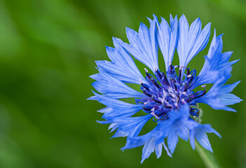 Chaber bławatek - Centaurea cyanus © tom
