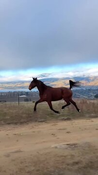 Beautiful Bay Horse Running Free in Scenic Rural Landscape at Sunset